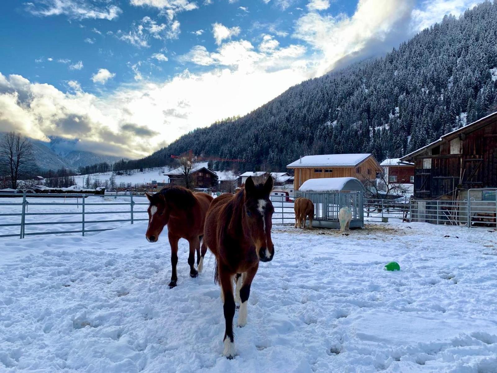 Walliser Stadel Fieschertal