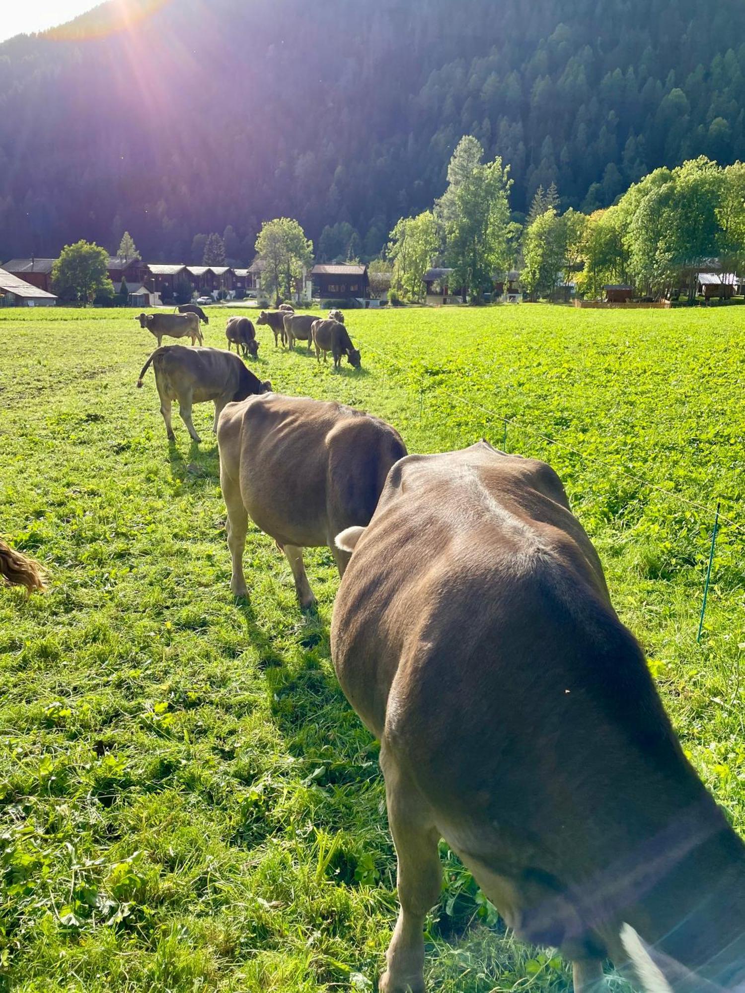 Walliser Stadel *